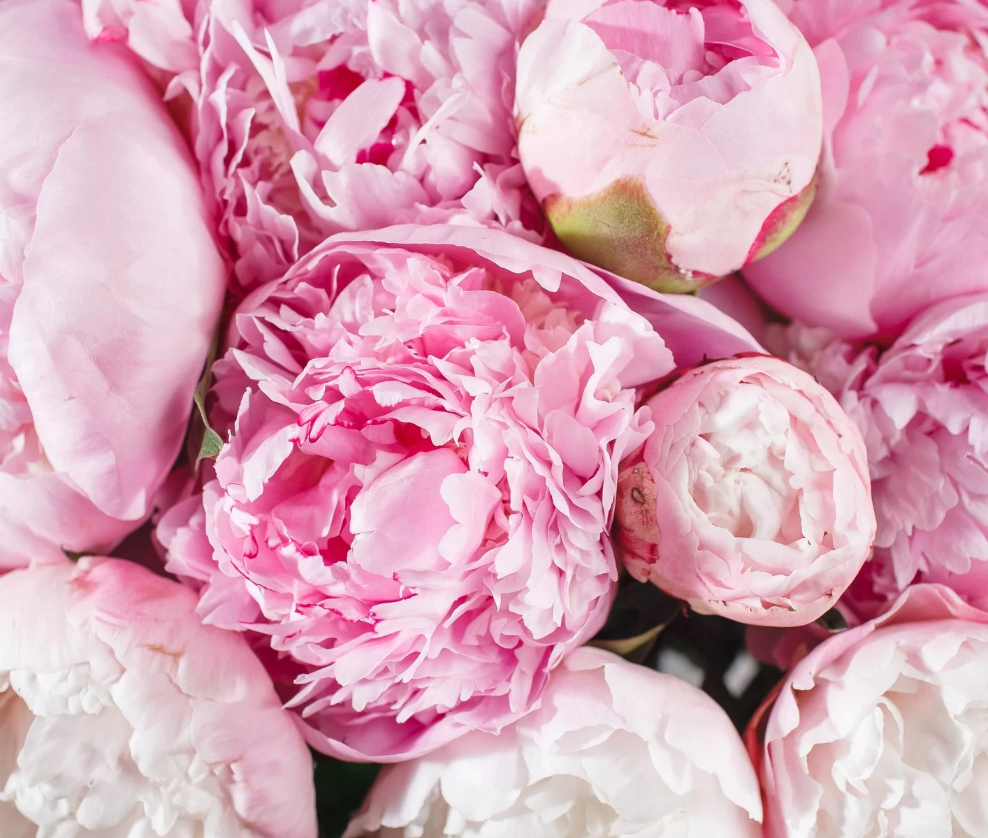 Pivoines roses et blanches