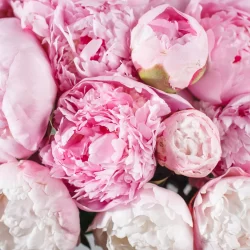 Pivoines roses et blanches